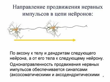 Нервные импульсы в органе слуха