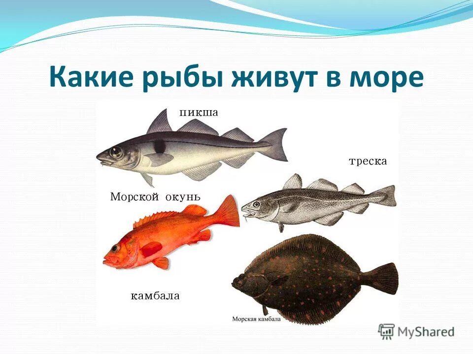 рыбы сколько их. название промысловых морских рыб. речная рыба с белым мясом название список. пресноводные хищные рыбы россии список. озерные рыбы.