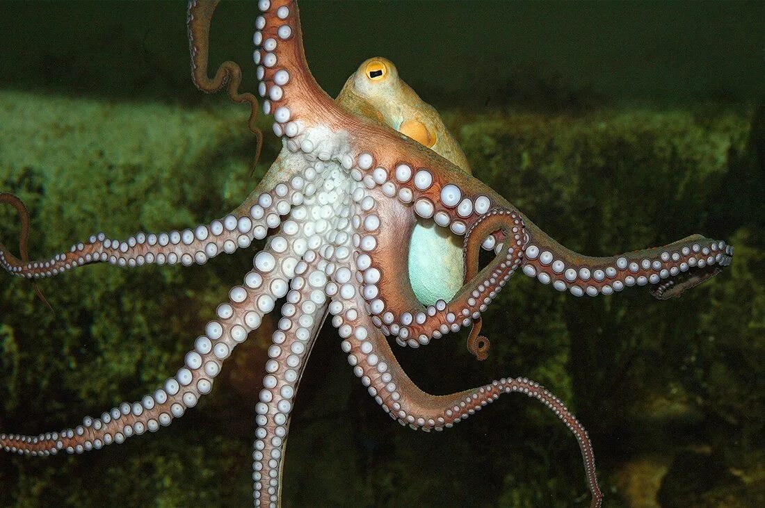 Осьминог Octopus vulgaris. Октопус Макропус. Длиннощупальцевый осьминог. Осьминог хамелеон. Что такое осьминог