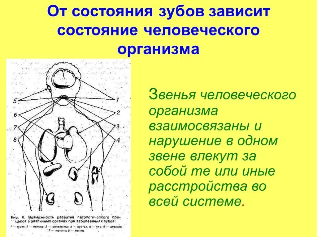 От чего зависит зубы. Состояние зубов и здоровье человека. состояние зубов зависит. звено в организме. от состояния зубов зависит здоровье всего организма.