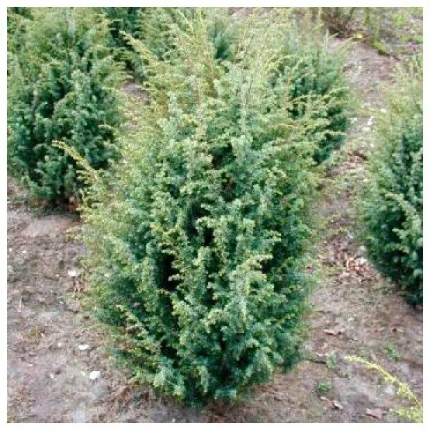 Купить Можжевельник чешуйчатый Meyeri Compacta - Можжевельник - GardenPlants