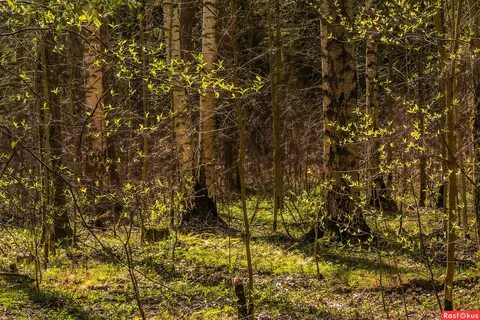 Первая зелень леса