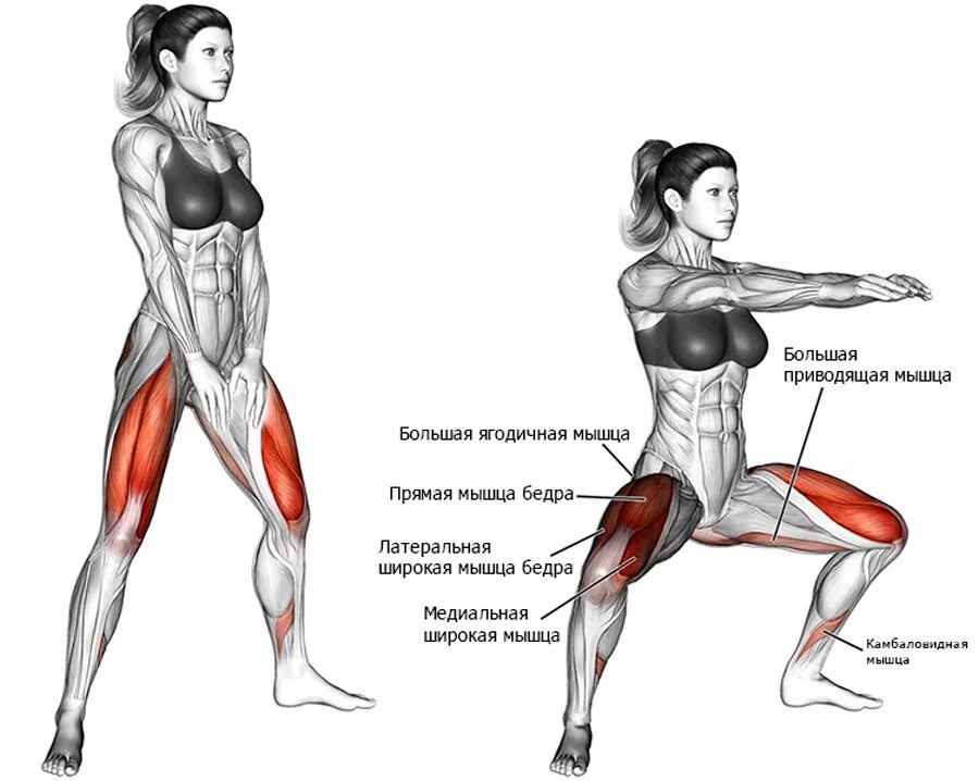 Как накачать внутренние мышцы. Приседания сумо мышцы задействованы. Анатомия силовых упражнений приседания. Приседание плие группы мышц. Приседания плие мышцы.