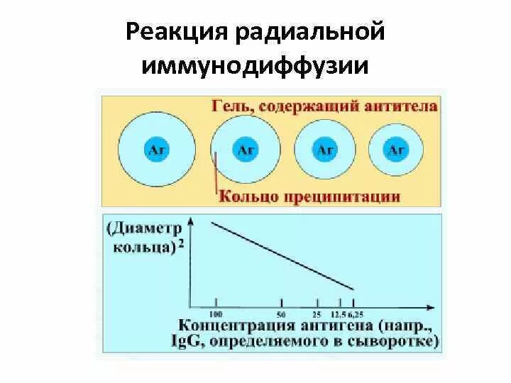 Реакция иммунодиффузии по Манчини. Реакция двойной радиальной иммунодиффузии по Оухтерлони. Реакция радиальной иммунодиффузии по Манчини. Реакция простой радиальной иммунодиффузии. Диффузная реакция