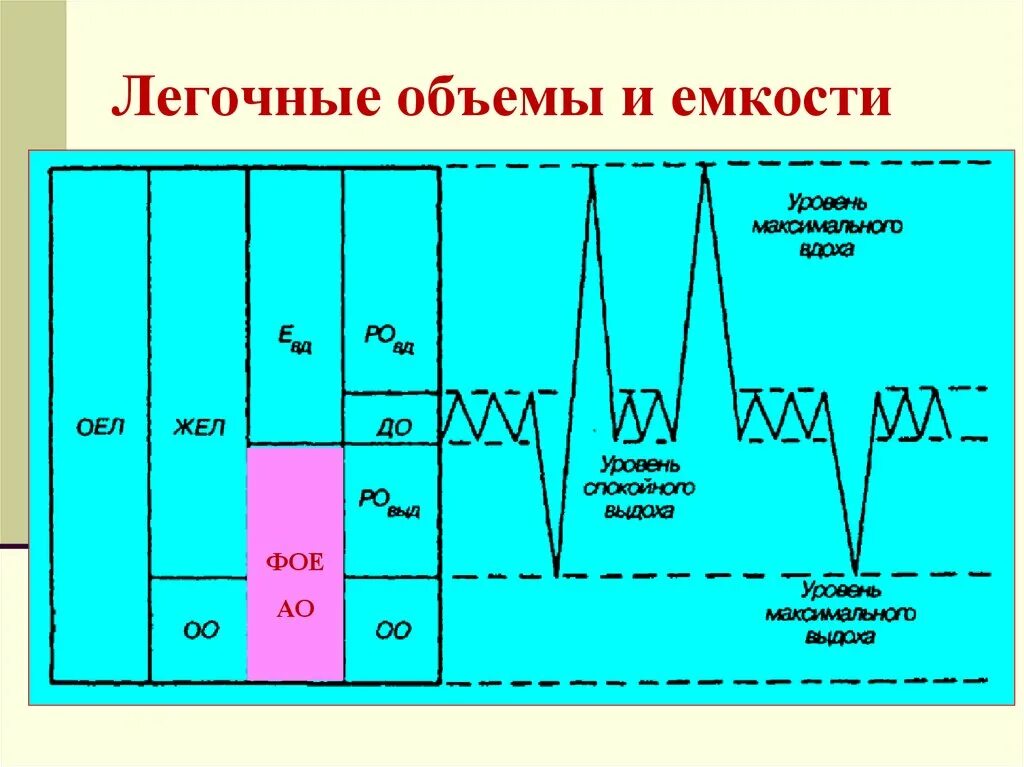 Величина дыхательного объема. Объемы легких и емкости. Основные легочные объемы. Легочные объемы и емкости легких. Схема легочных объемов.