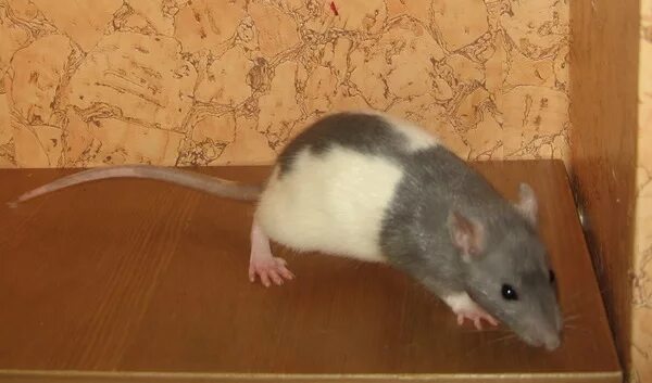 крысы дамбо малыши. крыса дамбо альбинос. серая крыса домашняя. бела серая крыса. породы крыс дамбо хаски.