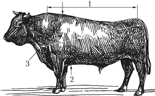 Живой вес быка цена. Промеры КРС. Таблица живого веса КРС Быков. Взятие промеров у КРС. Взятие промеров крупного рогатого скота.