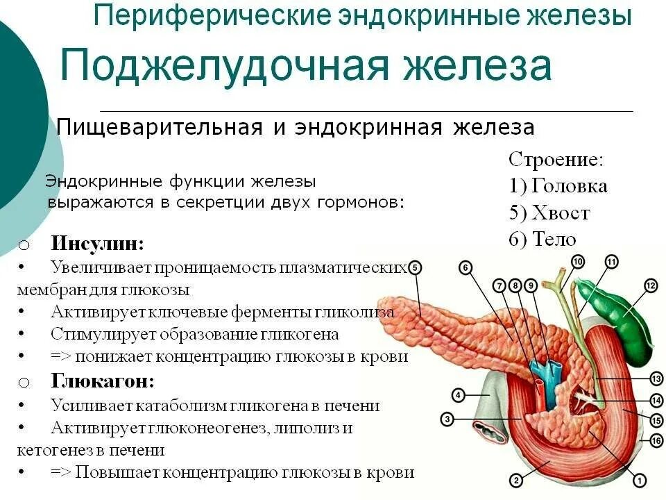 Можно восстановить поджелудочную железу