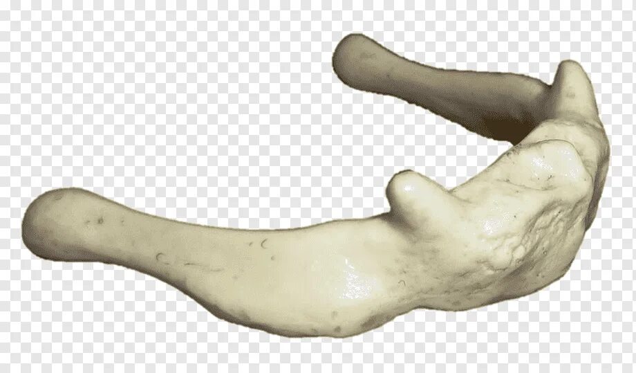 Bone bone shape
