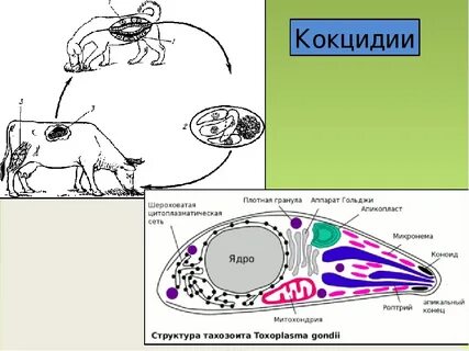 Кокцидии