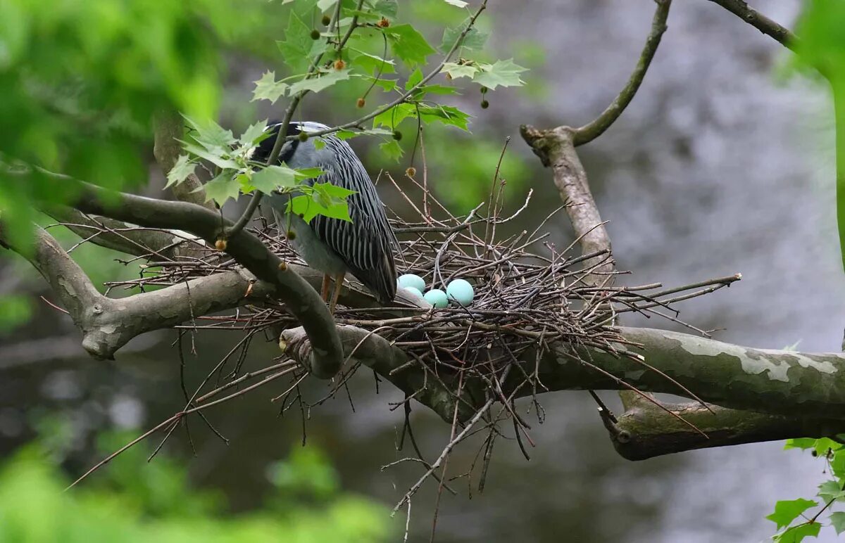 Птичьи гнезда на деревьях. Гнездо на дереве. Гнездо для птиц.. Гнездо на ветке. Птицы вьют гнезда на деревьях.