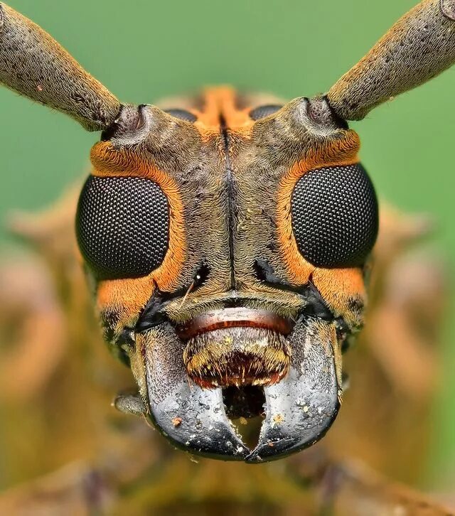 British beetles: Cockchafer or May Bug Wildlife Insight