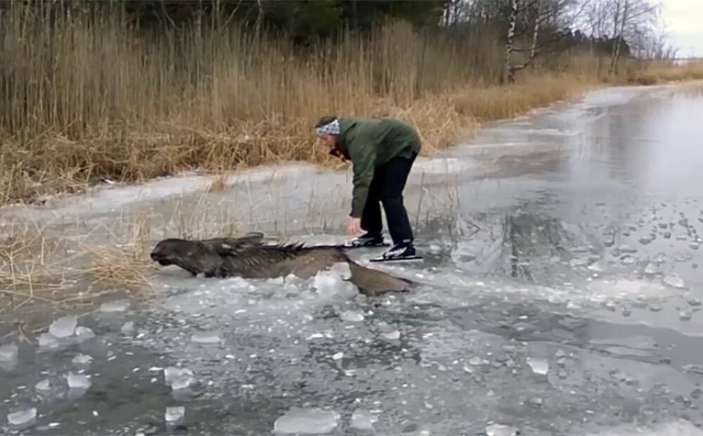 Спасение лося из проруби.