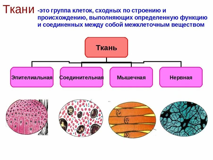 Отличие тканей. Виды тканей 4 в организме. Основные типы тканей в организме человека. 4 Вида тканей в организме человека. Строение клетки ткани.