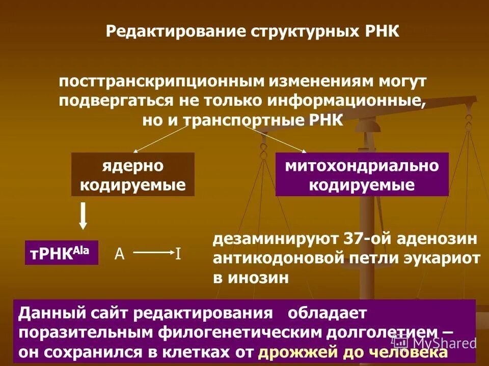 Рнк 8. Редактирование РНК. Процессинг РНК эукариот редактирование. «Редактирование» РНК-транскрипта. Редактирование РНК-транскрипта, пример..