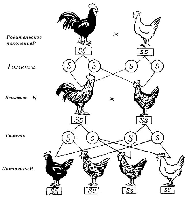 Схема селекции кур. Скрещивание пород кур таблица. Селекция кур. Скрещивание в птицеводстве.