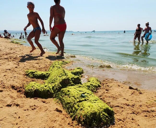 Водоросли в анапе. Море Анапа Джемете водоросли. Водоросли в черном море в Анапе. Анапа пляж Джемете водоросли. Джемете море цветет.