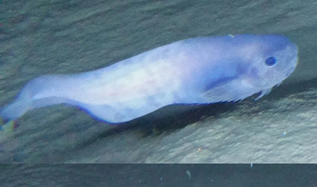 Морской слизень в марианской впадине. Глубоководный морской слизень. Морской слизняк голожаберник. Марианский псевдолипарис. Морской голожаберный моллюск голубой дракон.