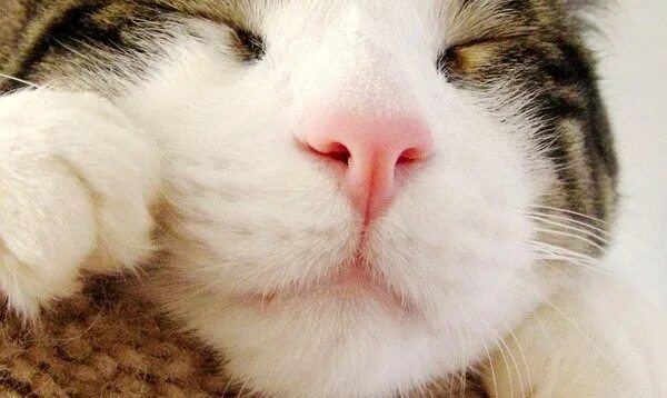 Розовый нос. Нос у здорового котенка. Усы кошки. Нос у здорового котенка. Нос кота.
