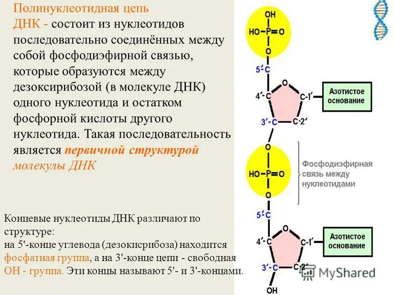 Структура полинуклеотидной цепи ДНК. Строение полинуклеотидной цепи ДНК. Нуклеотиды ДНК фосфодиэфирные связи. Строение полинуклеотидной Цепочки. Замена нуклеотида в гене признак