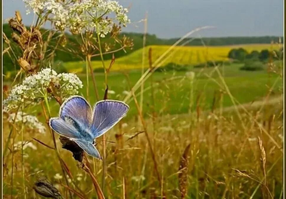 Июль сорок. Лето август. красивый август. июль природа. летняя природа.