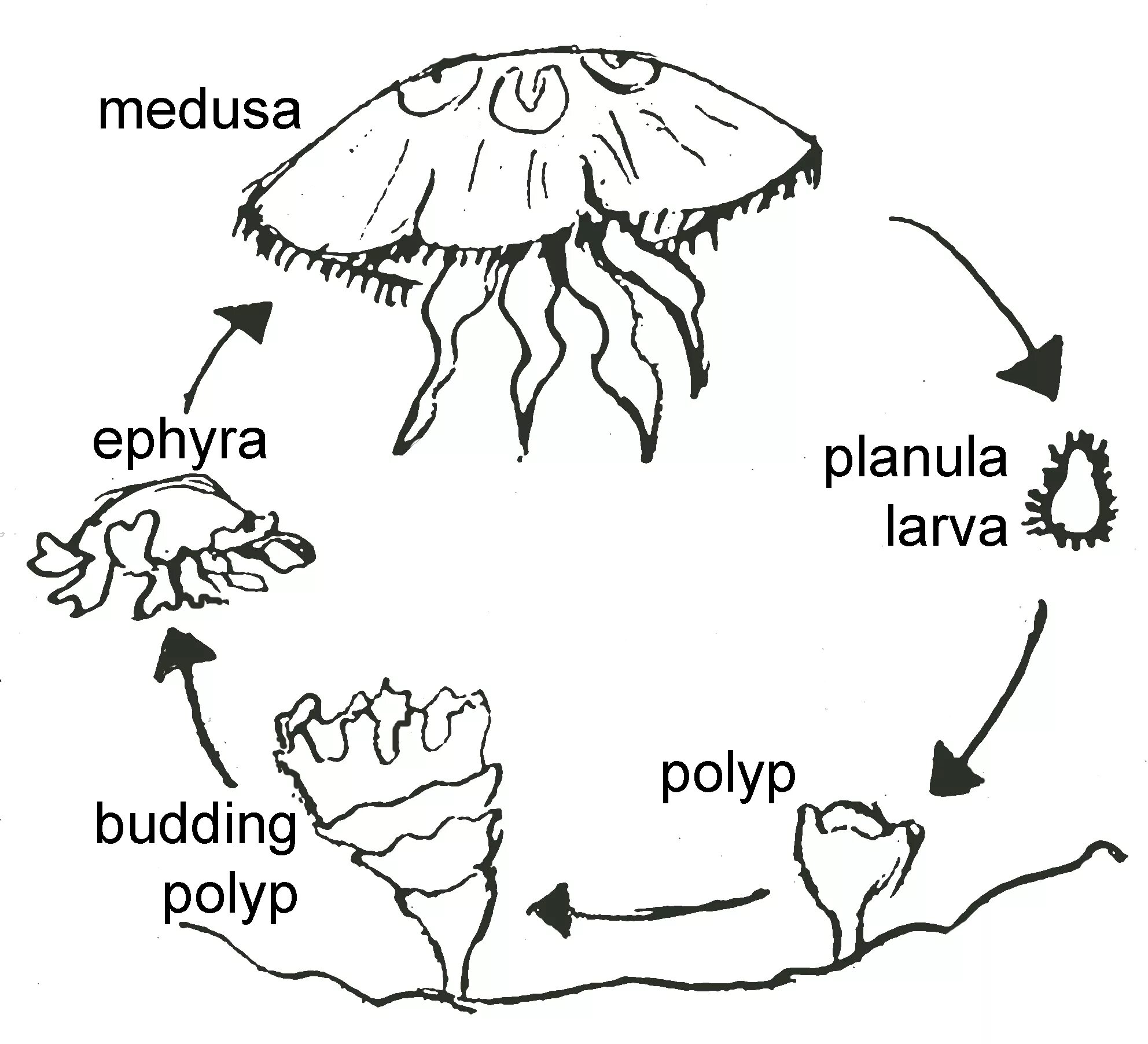 Жизненный цикл сцифоидных медуз схема. Жизненный цикл медузы Аурелии.