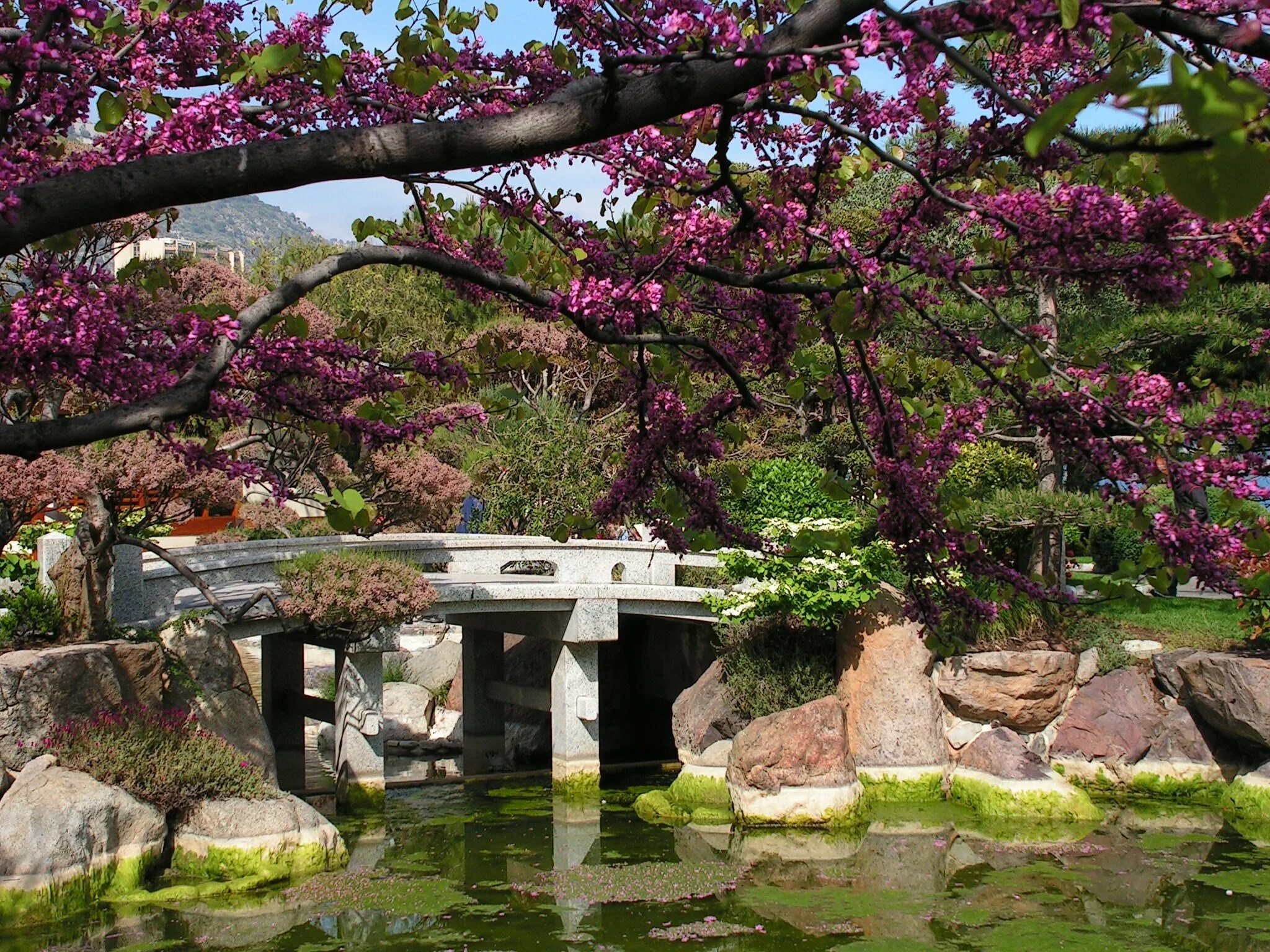 Японский сад в Монако. Японский сад Цукияма. Сад Хонбо, Осака, Япония. Рёкан Япония сад. Сады времен значение