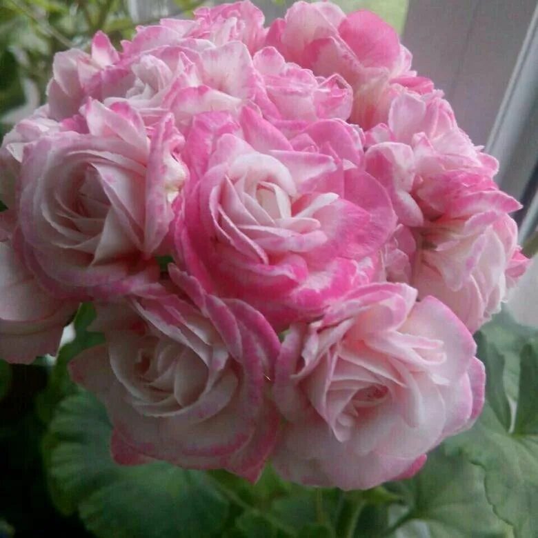 Pelargonium Rosebud Çiçek, Saksı