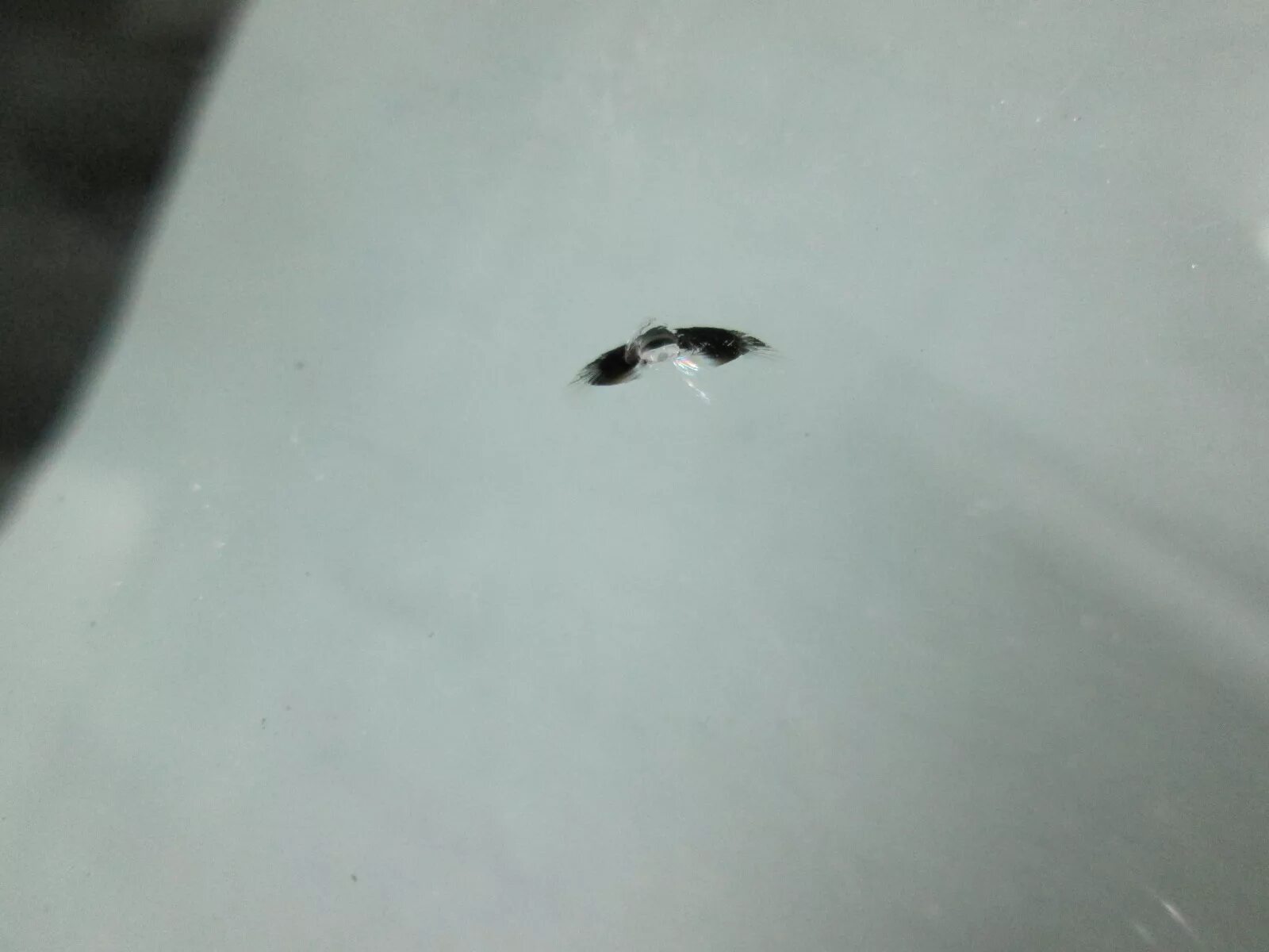 Скол на ветровом стекле. Попадание камня в лобовое стекло. Маленький скол на лобовом стекле. Скол минута. Скол на лобовом стекле.