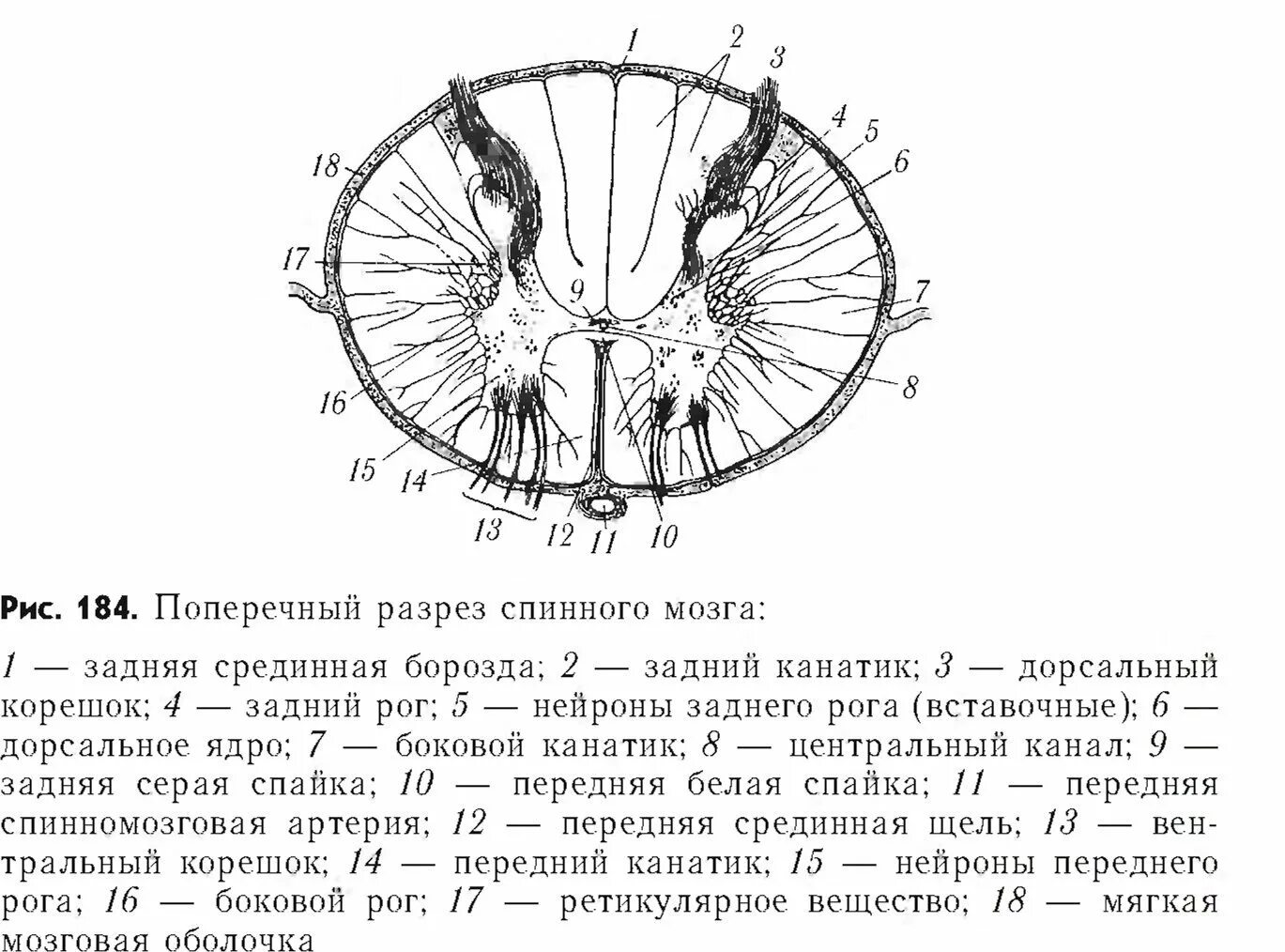 Схема сегмента спинного мозга поперечный разрез. Строение спинного мозга на поперечном разрезе. Строение спинного мозга анатомия поперечный разрез. Строение спинного мозга анатомия поперечный разрез. Срез спинного мозга анатомия.