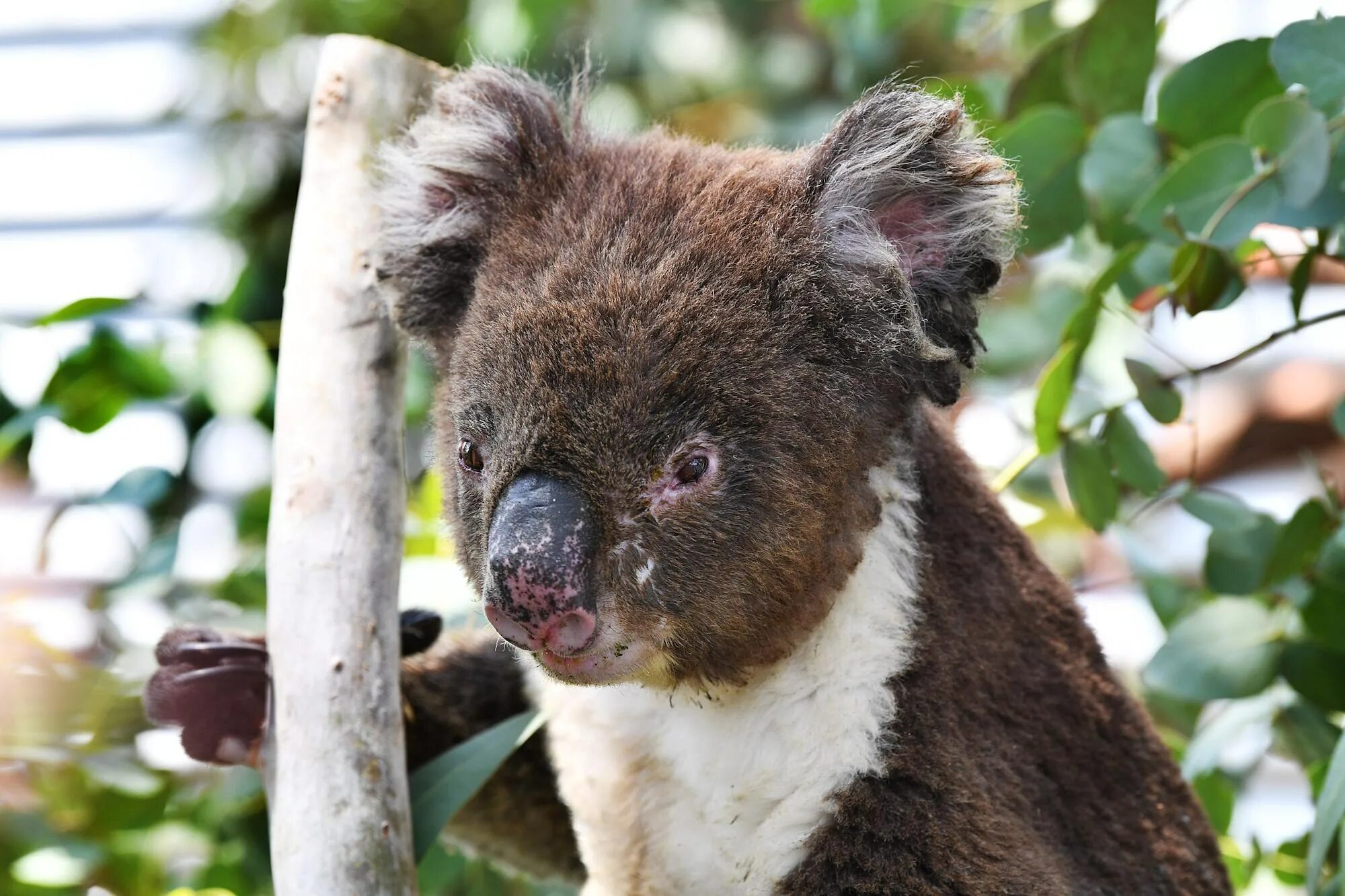 Коала отзывы. Бурая коала. Коала в Австралии. Коуну коала парк. Сумчатые медведи Австралии.