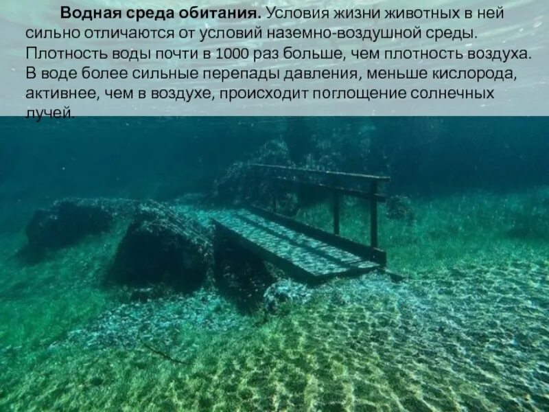 Среда обитания плотность. Условия водной среды обитания. водная среда презентация. водная среда обитания плотность среды. водная среда жизни большая плотность.