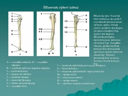 «Сильвия Сенттің жеке өмірі» сериясынан порно фильмдер