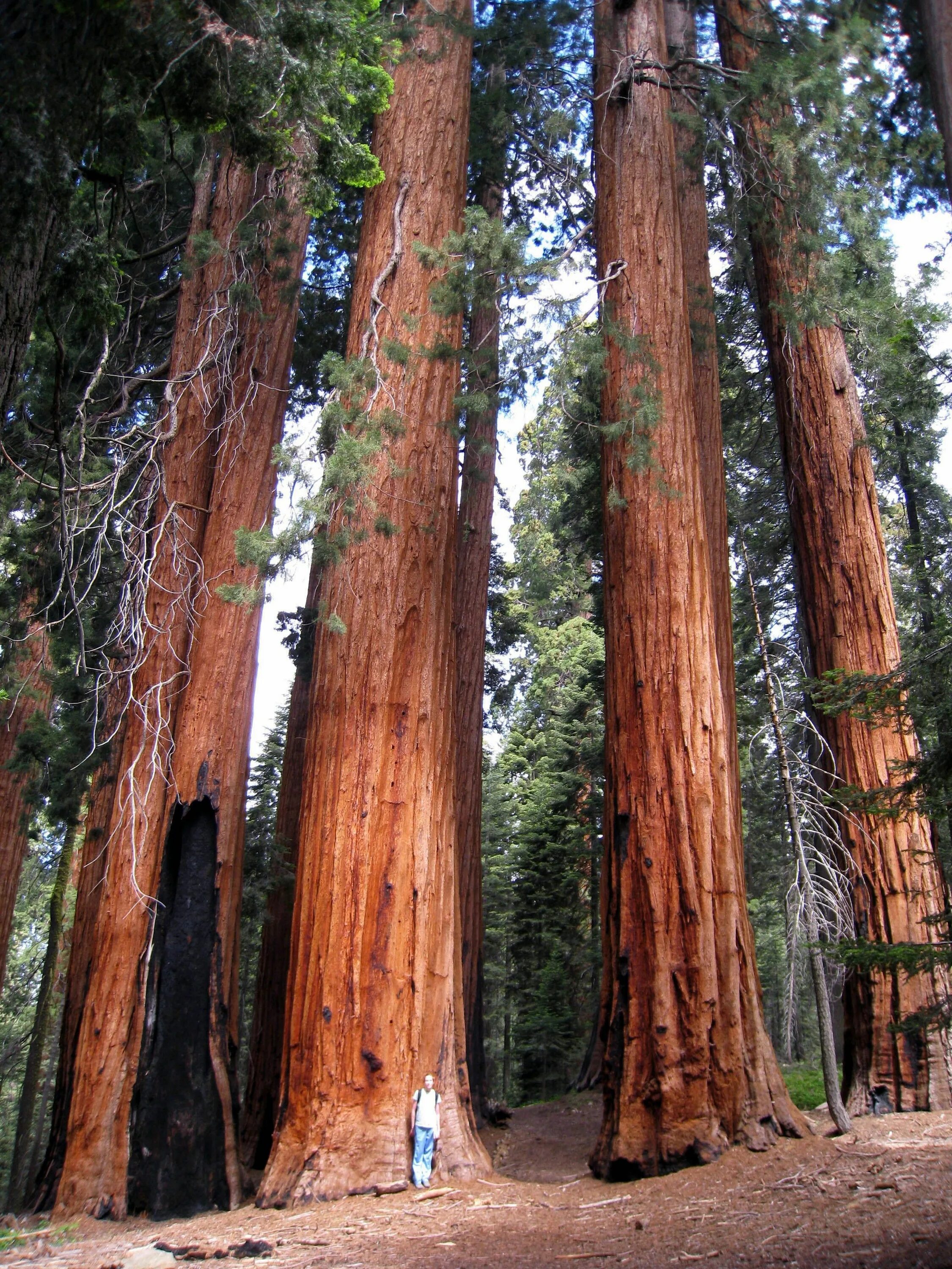 Sequoia 15.2