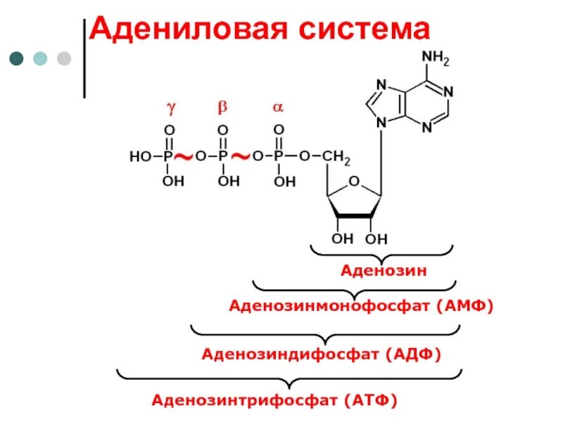 Аденозин 5 монофосфат. Структура АТФ формула. Аденозинмонофосфат структурная формула. Структурная формула аденозин 5 монофосфат.