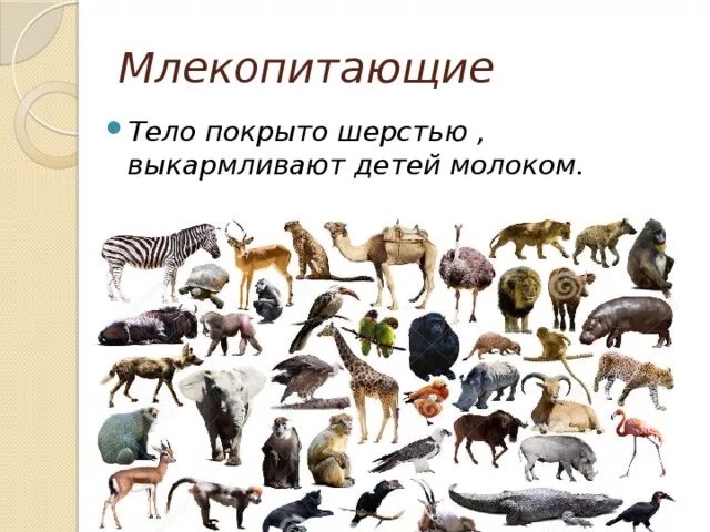 Млекопитающие животные. Разнообразие млекопитающих. Тело млекопитающих. Млекопитающие для детей.