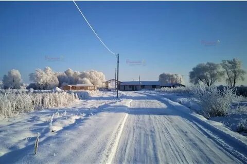 Красный адуй