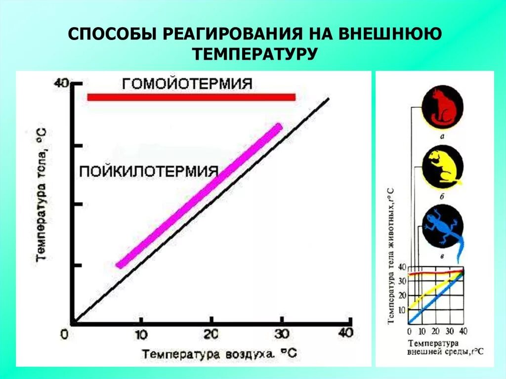 Графики теплообмена. Гомойотермия и пойкилотермия. Реагирование организма на внешнюю температуру. Гомойотермия преимущество над пойкилотермией. Гомойотермия это физиология.