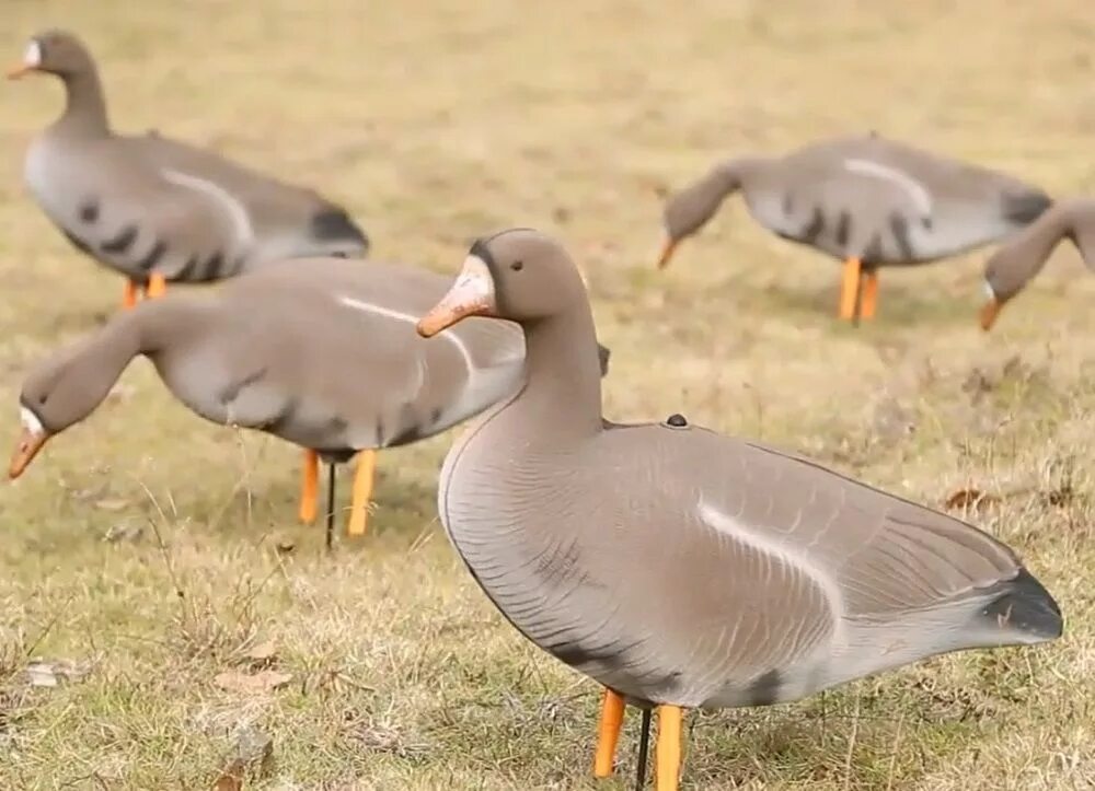 Чучела гусей альфа 2021. Гуменник superxpe 10 штук чучела гусей. Чучела гусей. Чучело гуся "белолобый гусь". Hero decoys чучела гусей.