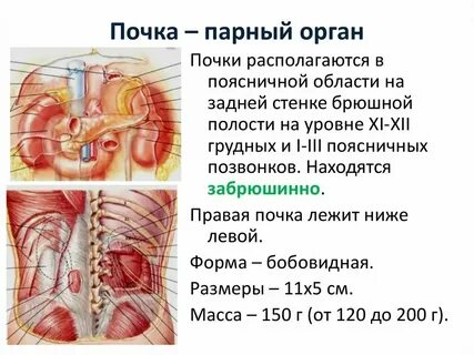 К какому органу относится почка