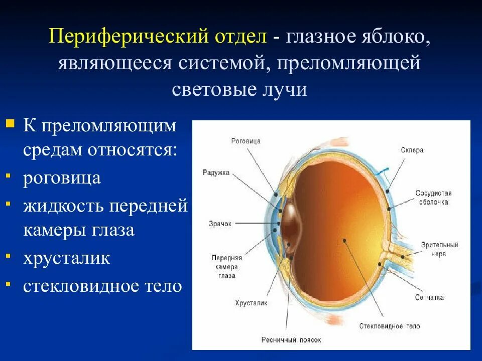 Структура периферического отдела