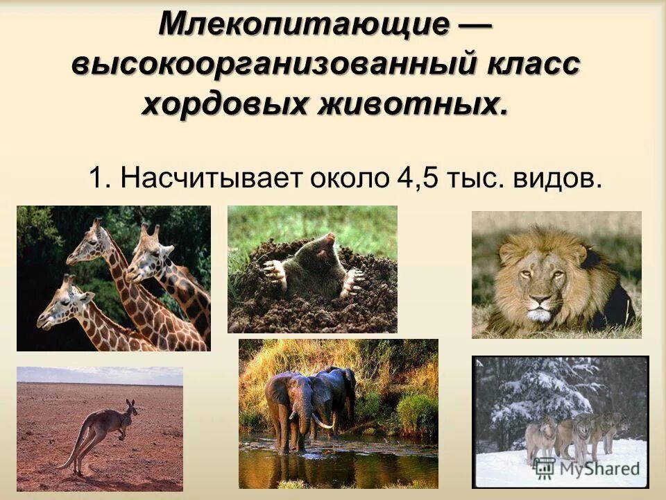 животные виды животных презентация. разнообразие зверей. какие бывают животные картинки. класс млекопитающие. млекопитающие звери.