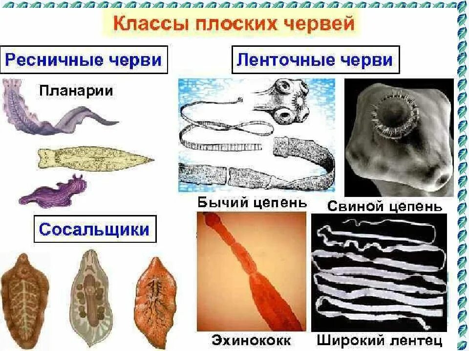 К группе плоских червей относится. Плоские черви (классы сосальщики, ленточные черви, Ресничные черви),. Тип плоские черви класс ленточные представители. Тип плоские черви классы Ресничные сосальщики ленточные. Тип плоские черви 7 класс.