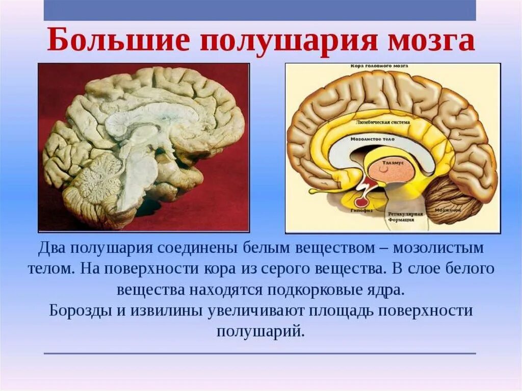 Какова роль мозга. Большие полушария головного мозга функции 8 класс. Большие полушария головного мозга структура. Строение больших полушарий головного мозга презентация. Строение большого полушария головного мозга кратко.