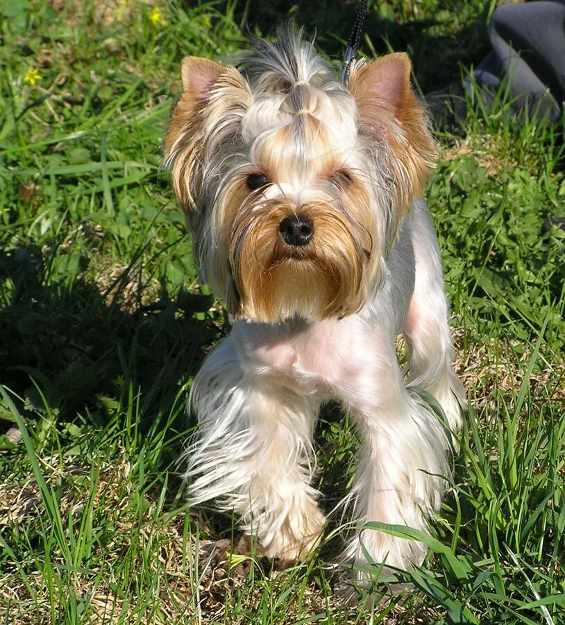 Щенки йоркширского терьера стандарт. Стандартный терьер. Йоркширский терьер стандарт. Екширский терьер стандар. Стандартный терьер.