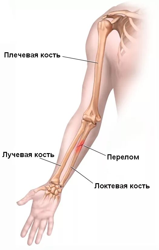 Лучевая кость на руке предплечье. Локтевая кость части лучевая. Анатомия строения лучевой кости руки. Локтевая и лучевая кость анатомия правая рука.