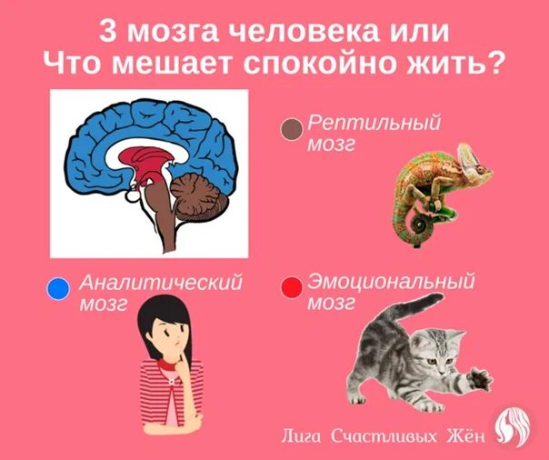 3 слоя мозга. Три мозга человека. Эмоциональный мозг. Мозг человека эмоциональный. Три уровня мозга человека.
