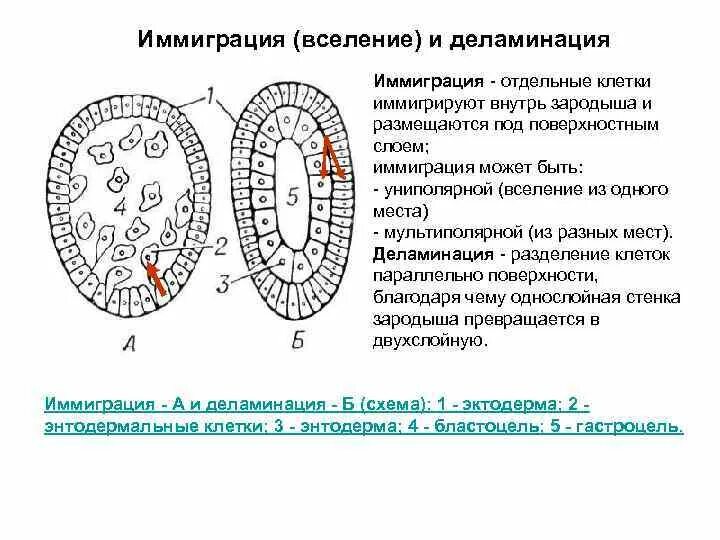 2 фаза гаструляции гистология. Презентация на тему естественное движение населения. Основные типы образования гаструлы. Внешняя миграция. Иммиграция характерна для.