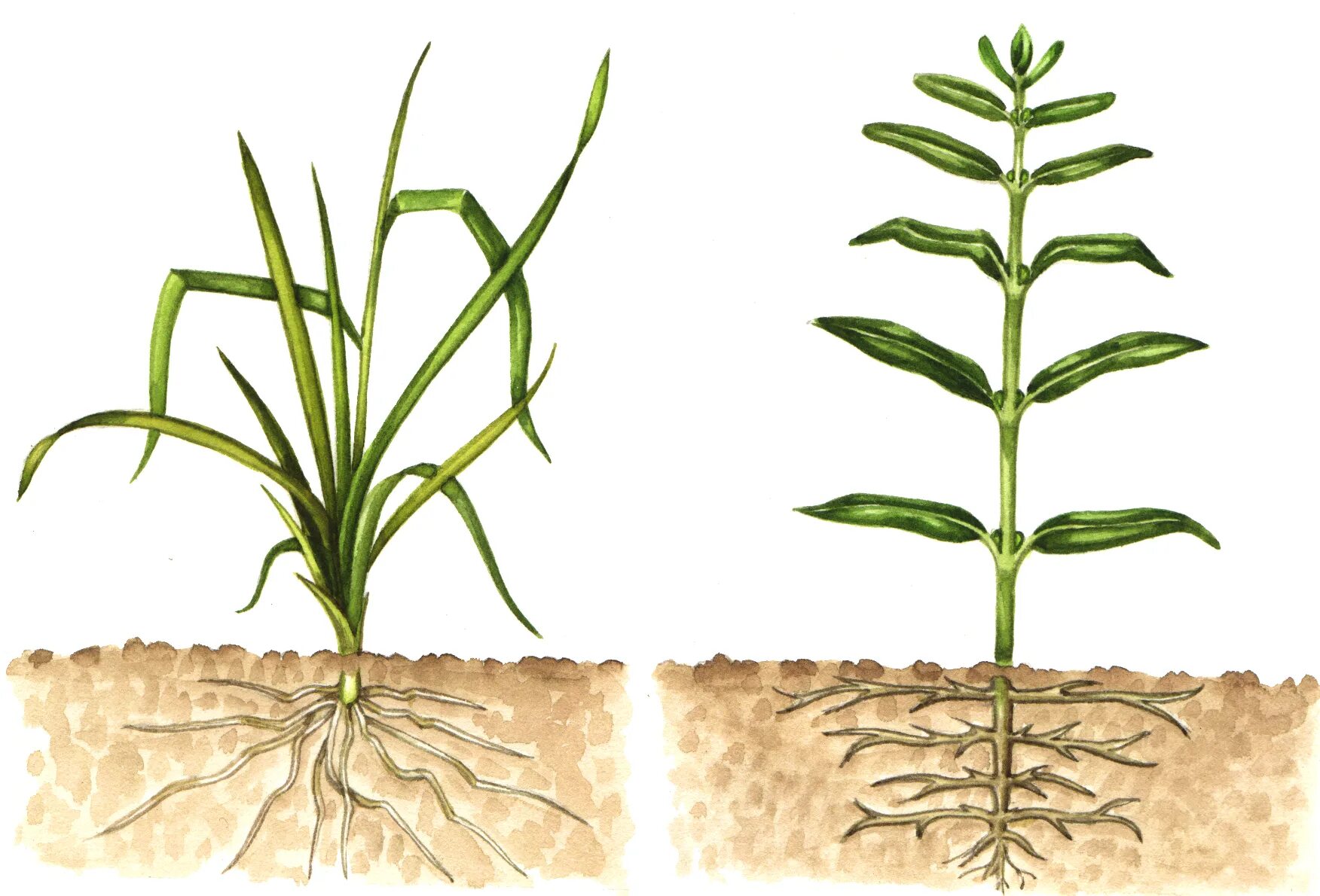 Овес двудольный. Ростки репы. Monocot Plants. Seed structure of the Seed of monocotyledonous and dicotyledonous Plants. Вид коллизии растение картинка.