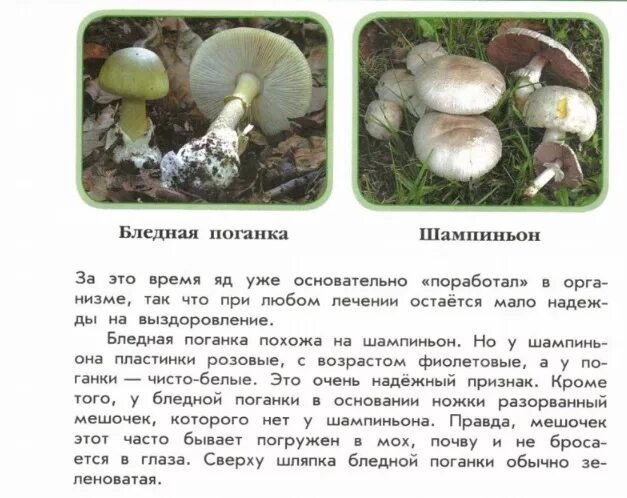 Рассказ коварные двойники из книги зеленые страницы. Рассказ коварные двойники из книги зеленые страницы. Коварные двойники зеленые страницы бледная поганка. Книга зелёные страницы коварные двойники бледная поганка и шампиньон. Рассказ коварные двойники из зеленых страниц.